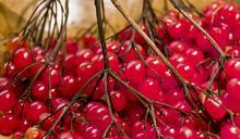 berries-red-about-winter-berries-83946.jpg