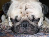 pug-dog-pet-purebred-dog-lap-dog-606524.jpg