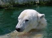 polar-bear-zoo-animal-bear-white-833790.jpg