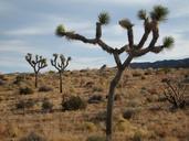 Joshua_tree_(Yucca_brevifolia);_Quail_Mountain.jpg