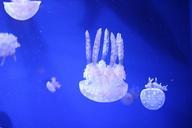 jellyfish-aquarium-983449.jpg