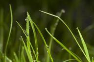 grass-dew-drip-dewdrop-nature-535892.jpg