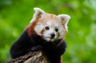 Red Panda (29453500710).jpg