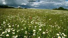 meadow-landscape-sky-clouds-idyll-351842.jpg