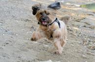 dog-runs-jumps-motion-recording-846860.jpg