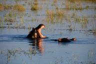 hippopotamus-hippo-water-river-344902.jpg