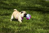 pug-puppy-animal-pet-dog-small-1502562.jpg