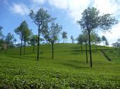 tea-plantation-plantation-landscape-390967.jpg