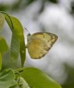 butterfly-insect-white-wild-wing-644919.jpg