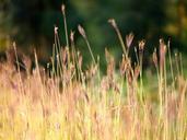 grass-herbs-plant-nature-field-498205.jpg