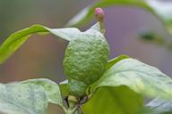 lemon-lemon-bud-green-immature-1674523.jpg