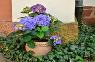 flowerpot-hydrangeas-patio-plants-1345371.jpg