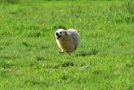 dog-run-pasture-grass-animal-fun-951471.jpg