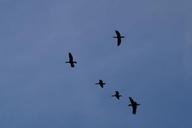 geese-formation-wild-geese-900609.jpg