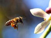 bee-flying-flower-insect-fly-649956.jpg