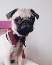 dog-pug-fashion-pet-obedient-sad-1410996.jpg