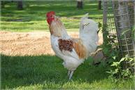 chicken-rooster-poultry-farm-217009.jpg