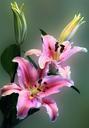 lily-flower-floral-flora-nature-452464.jpg