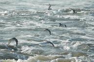 seagulls-surf-california-birds-944975.jpg