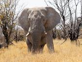 namibia-travel-africa-elephant-1057544.jpg