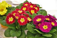 primrose-pots-signs-of-spring-1188085.jpg