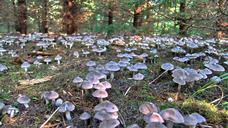 mushroom-abundance-forest-601624.jpg