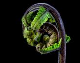 fern-young-fern-fresh-shoots-321454.jpg