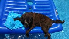 labradoodle-pool-raft-dog-summer-1255899.jpg