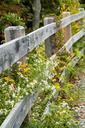 fence-wildflowers-nature-green-506602.jpg