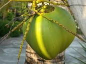 coconut-coconut-tree-palm-230723.jpg