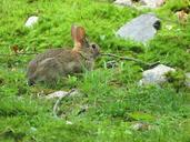 bunny-rabbit-wildlife-mammal-cute-715257.jpg