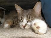 sleeping-cat-kitten-tabby-1432593.jpg