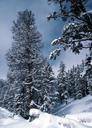 snow-forest-winter-nature-trees-1022685.jpg