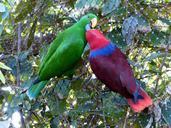 noble-parrots-parrots-couple-love-406661.jpg