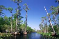 swamp-water-trees-cypress-bald-699577.jpg