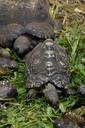 land-turtles-turtles-eat-feeding-1573274.jpg