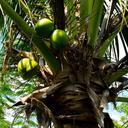 coconut-tree-palm-coconuts-232384.jpg