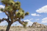 Joshua_tree_(Yucca_brevifolia);_near_Quail_Springs_Picnic_Area.jpg