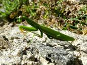 praying-mantis-mantodea-close-1286912.jpg