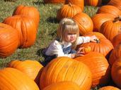 pumpkin-patch-halloween-fall-771388.jpg