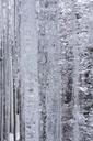 ice-icicle-cold-winter-white-633135.jpg