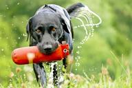 labrador-dog-retriever-retrieve-1114810.jpg