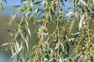 willow-pasture-tree-nature-960769.jpg