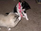 Kittens_and_lure_toy_2.jpg