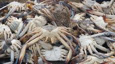 seafood-crabs-food-eat-gourmet-1021238.jpg