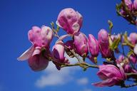 magnolia-magnolia-blossom-blossom-324299.jpg