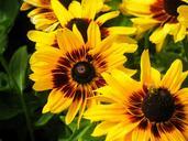 sunflowers-flowers-yellow-nature-569258.jpg