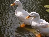 ducks-water-animal-bird-nature-539177.jpg