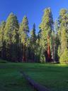 Meadows sequoia.jpg