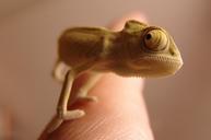 chameleon-yemen-chameleon-reptile-276603.jpg